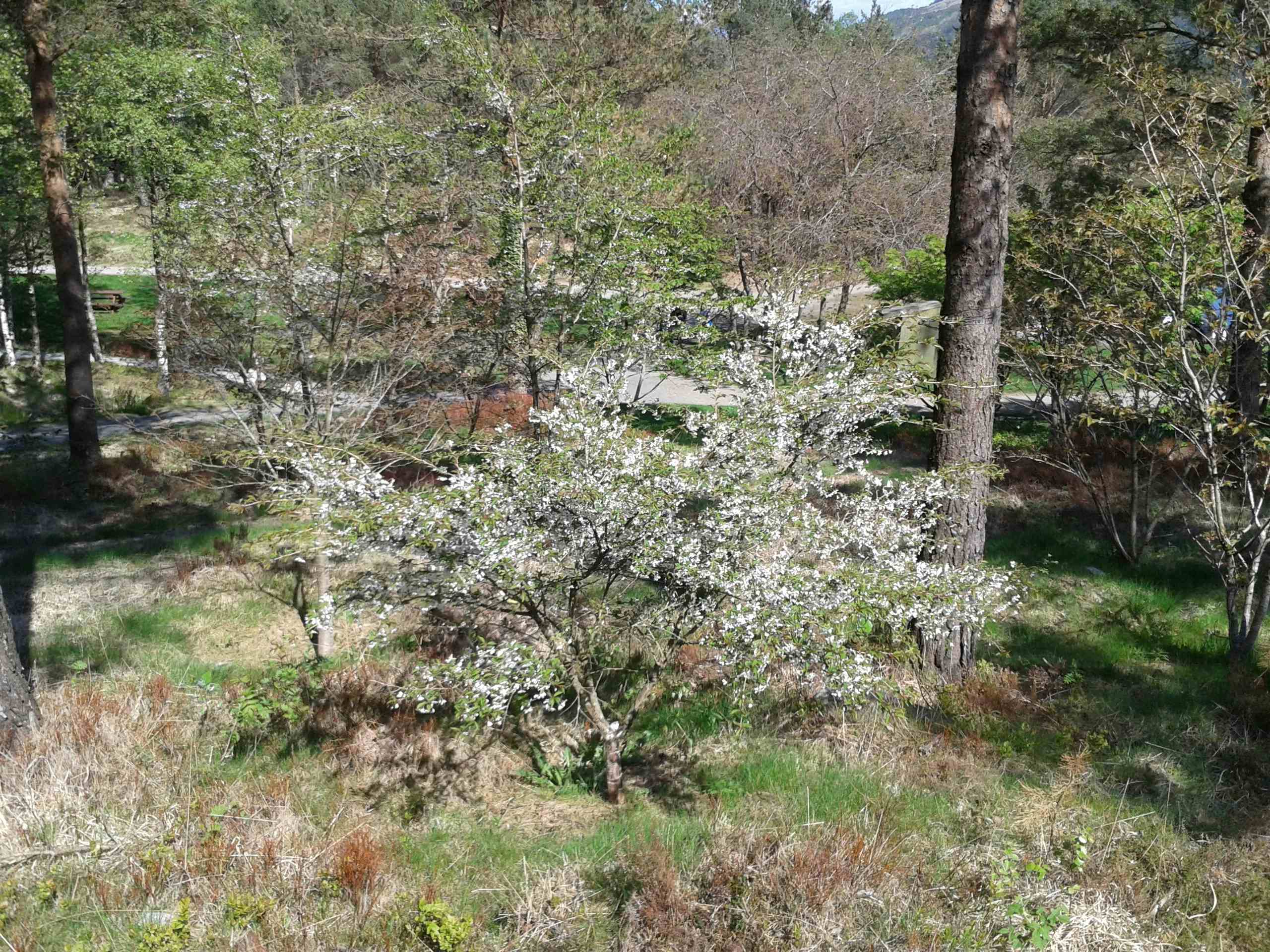 Rogaland Arboret