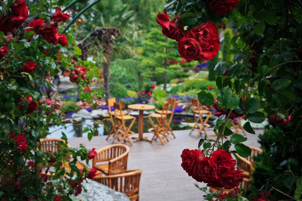 Røde roser i forkant av flere bord og stoler i bakgrunnen.