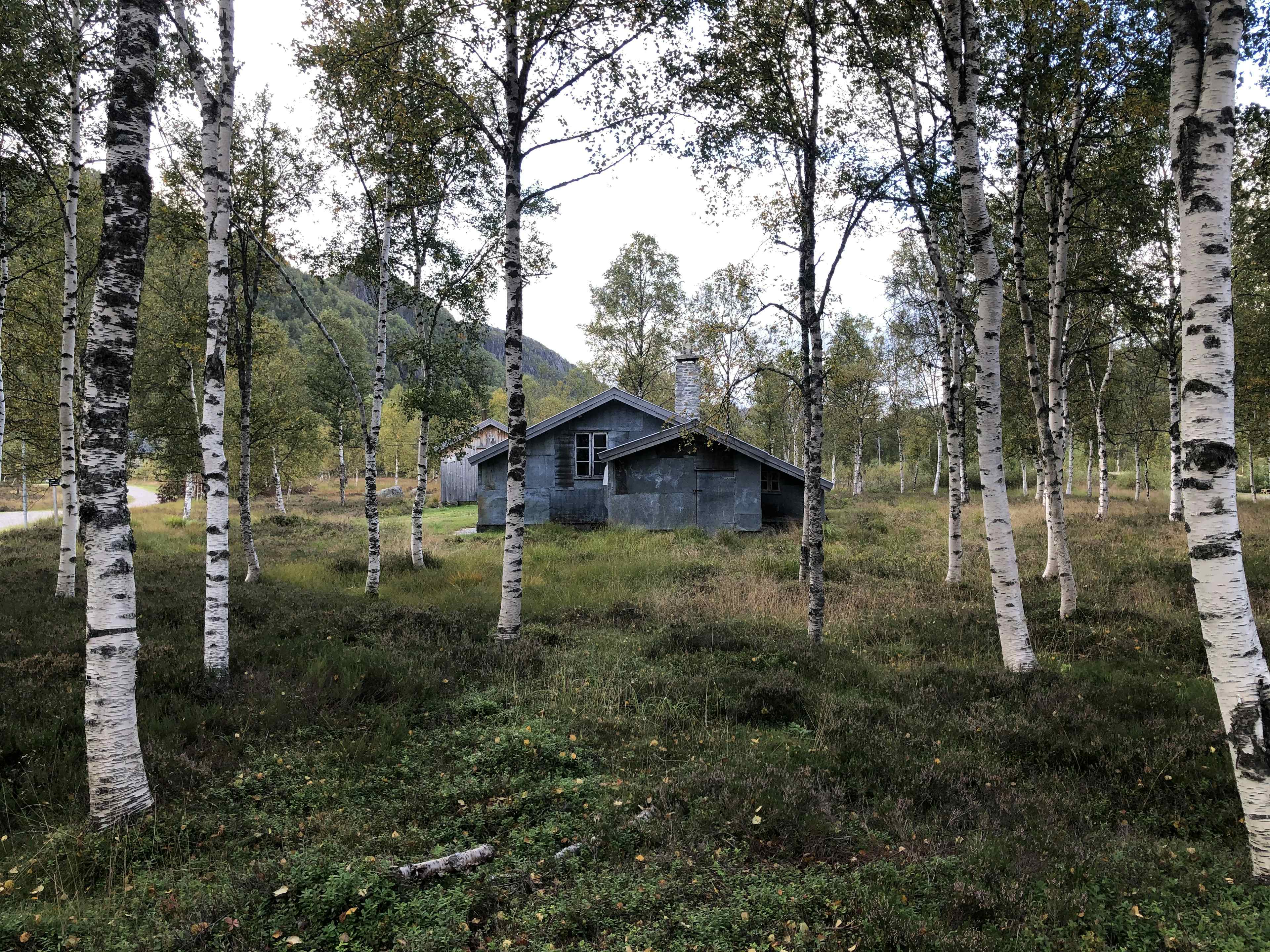 A cabin in a lush green forest of birch trees