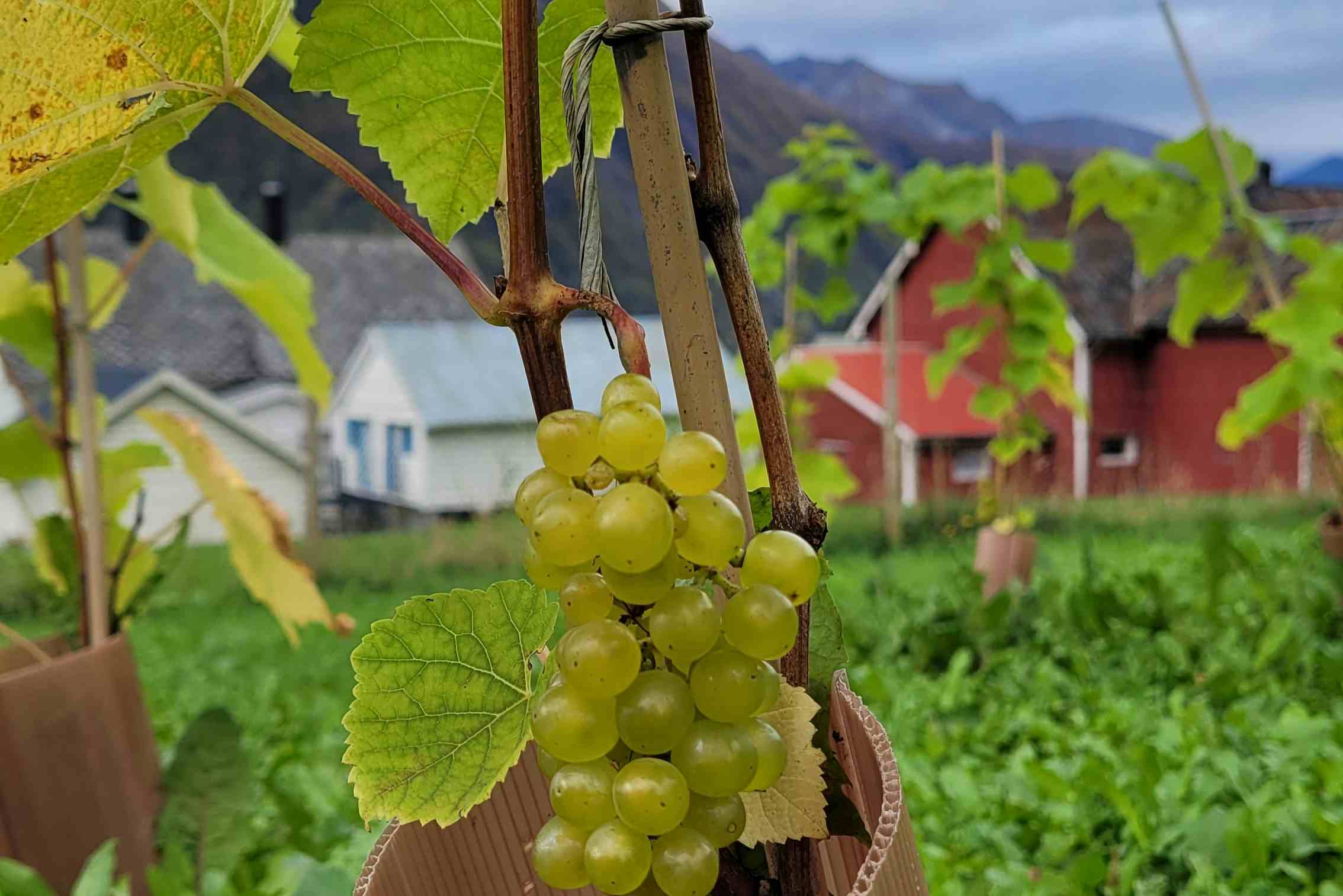 Vinbonden blant vinranker i Hjørundfjorden