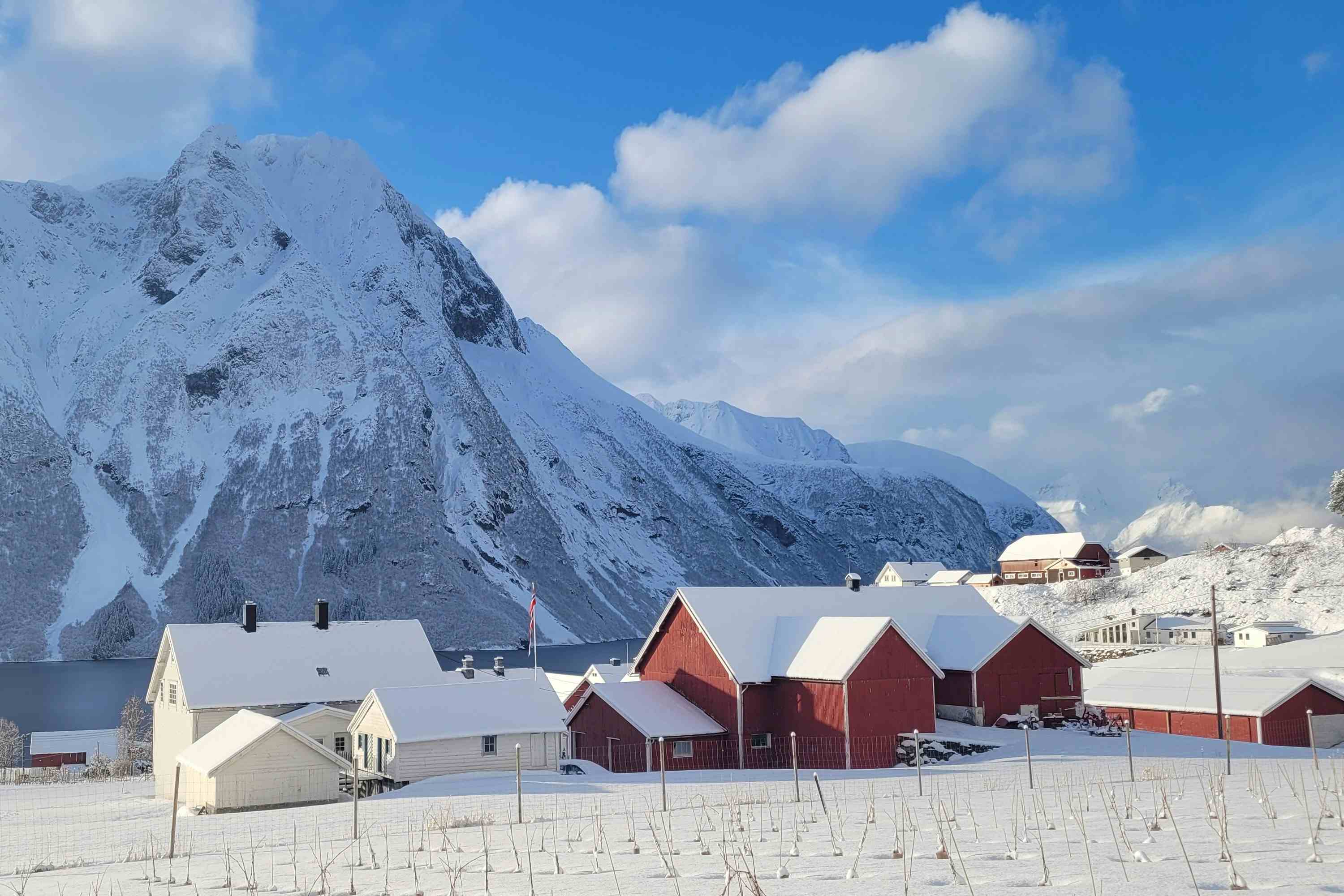 Vinbonden blant vinranker i Hjørundfjorden