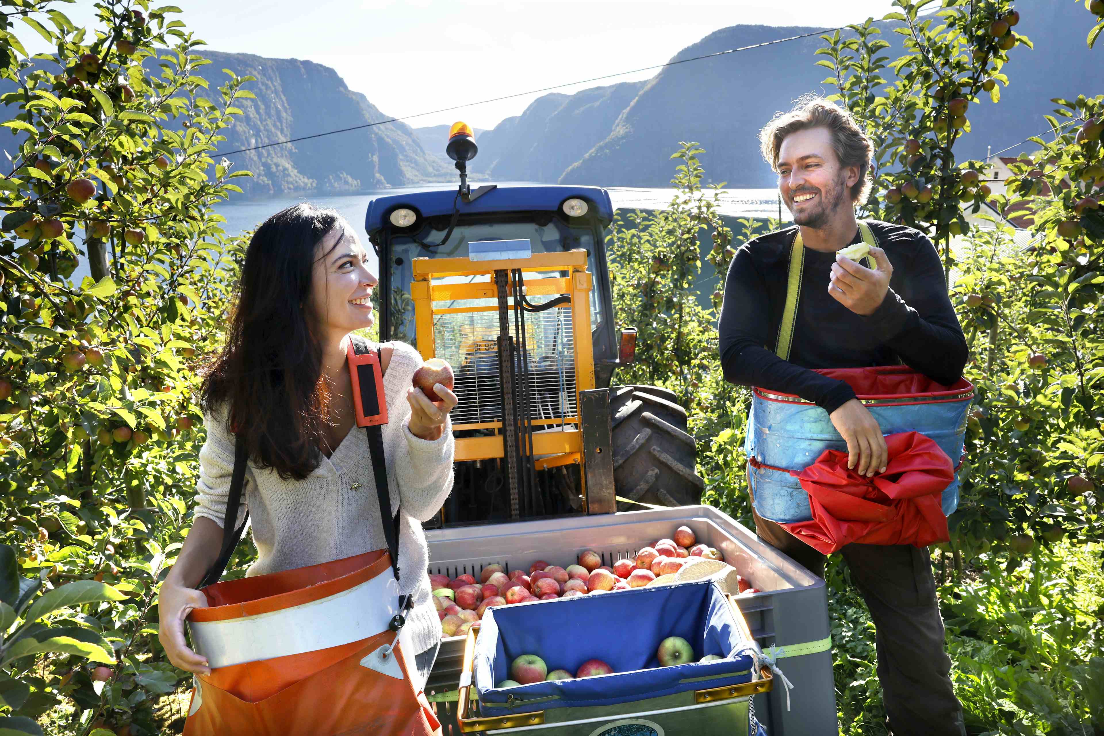 To personer som plukker epler.