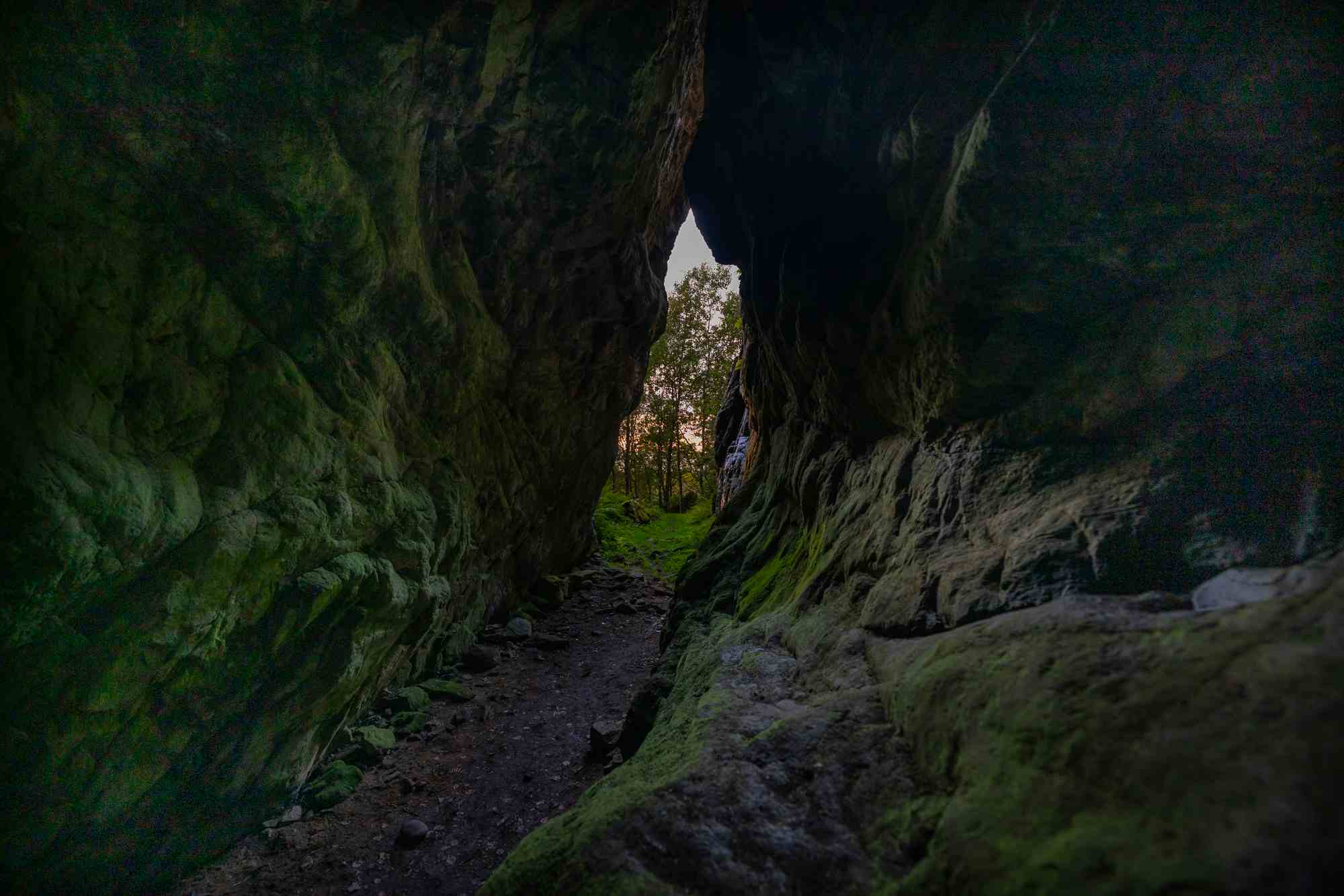 Grønn hule med utsikt til skogen