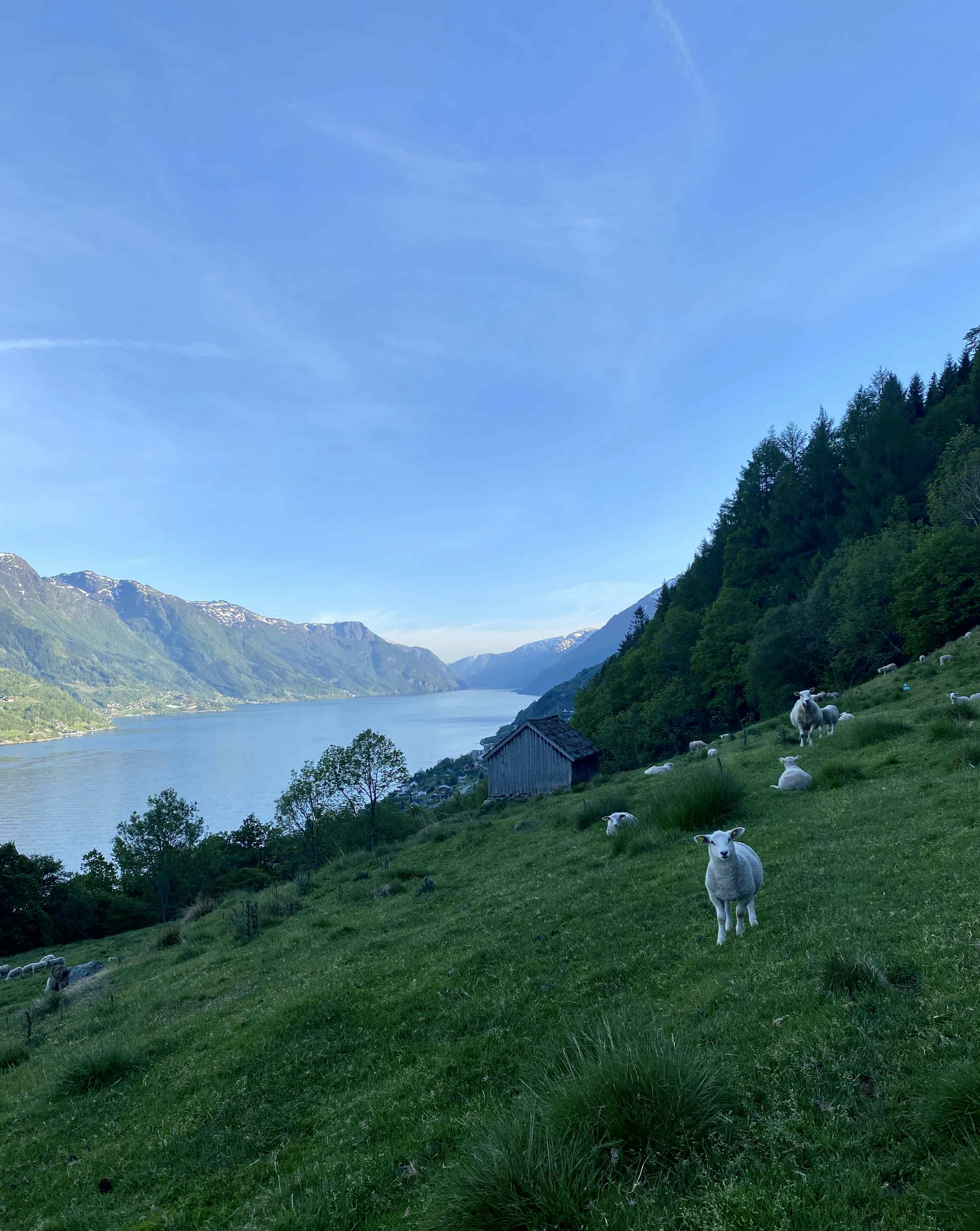 Utsikt over fjord og sauar ved Nortveite
